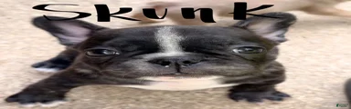 Skunk