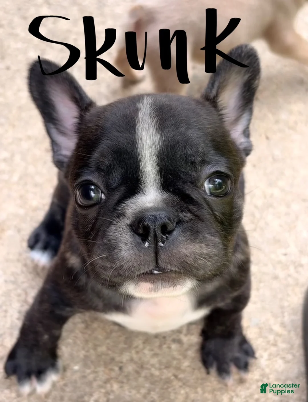 Frenchton dogs for sale: Skunk - Ad 1