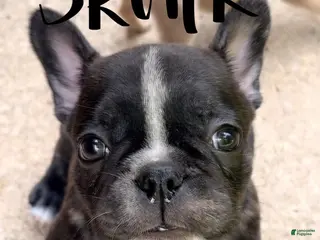 Frenchton dogs Skunk - Ad 35