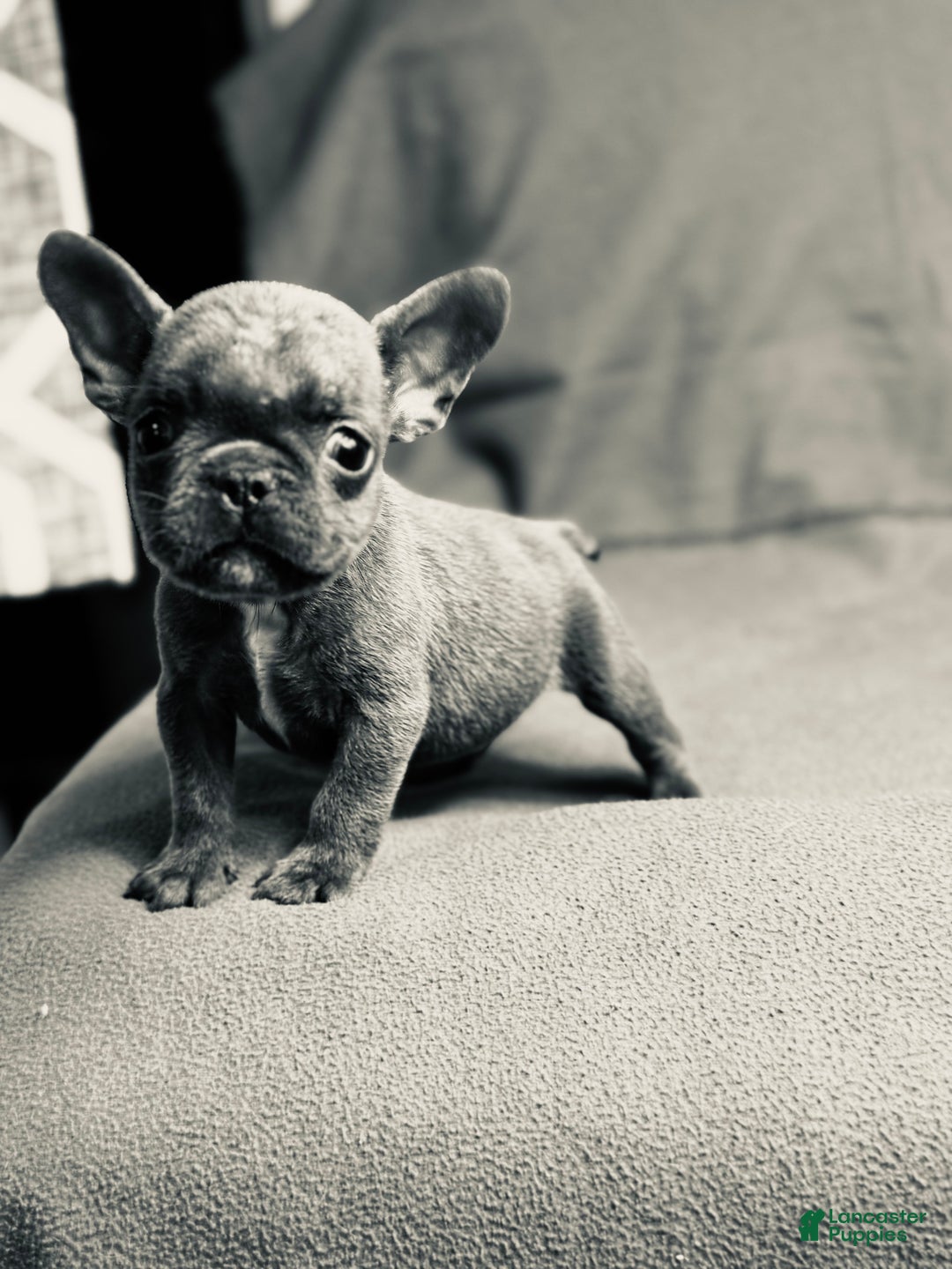 French Bulldog dogs for sale: Baby - Ad 2