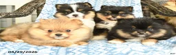 Pomeranian dogs for sale: Balto - Ad 3