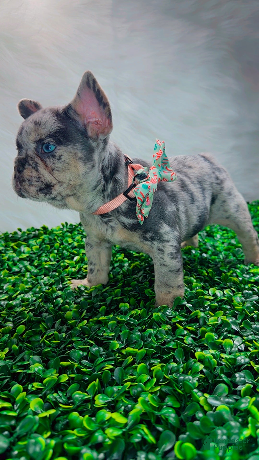 French Bulldog dogs for sale: ROSE - Ad 4
