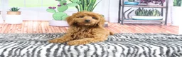 Mini Goldendoodle dogs for sale: April - Ad 3