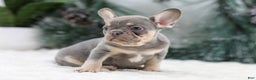 French Bulldog dogs for sale: Frieda - Ad 4