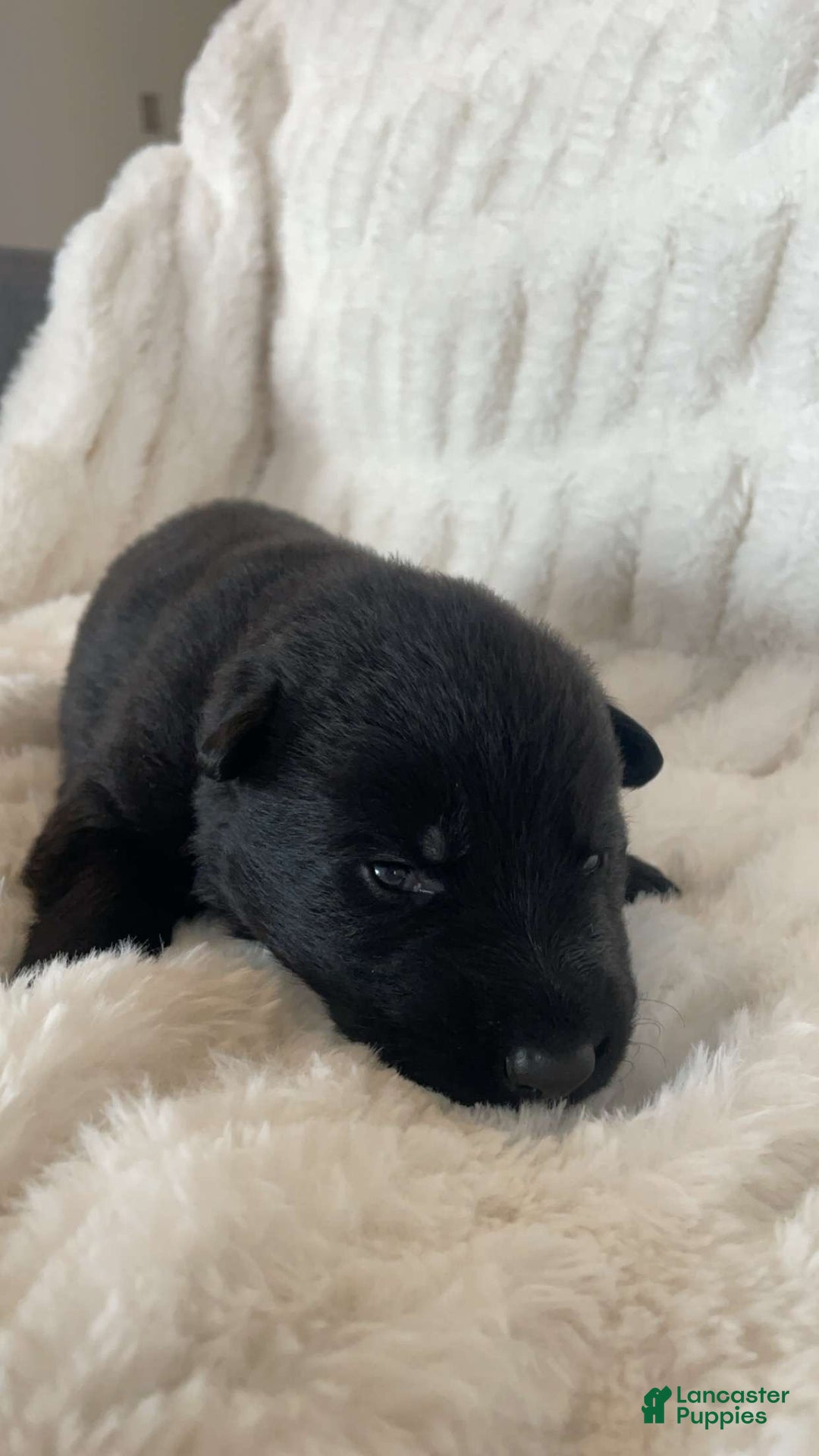 German Shepherd dogs for sale: German Shepherd Cream Collar Female - Ad 2