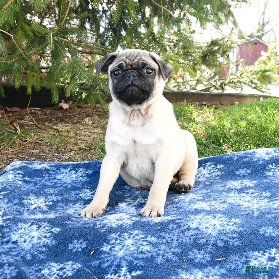 Pug dogs Cookie - Ad 2