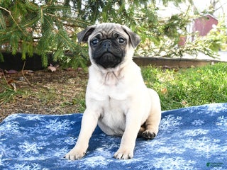 Pug dogs Cookie - Ad 13