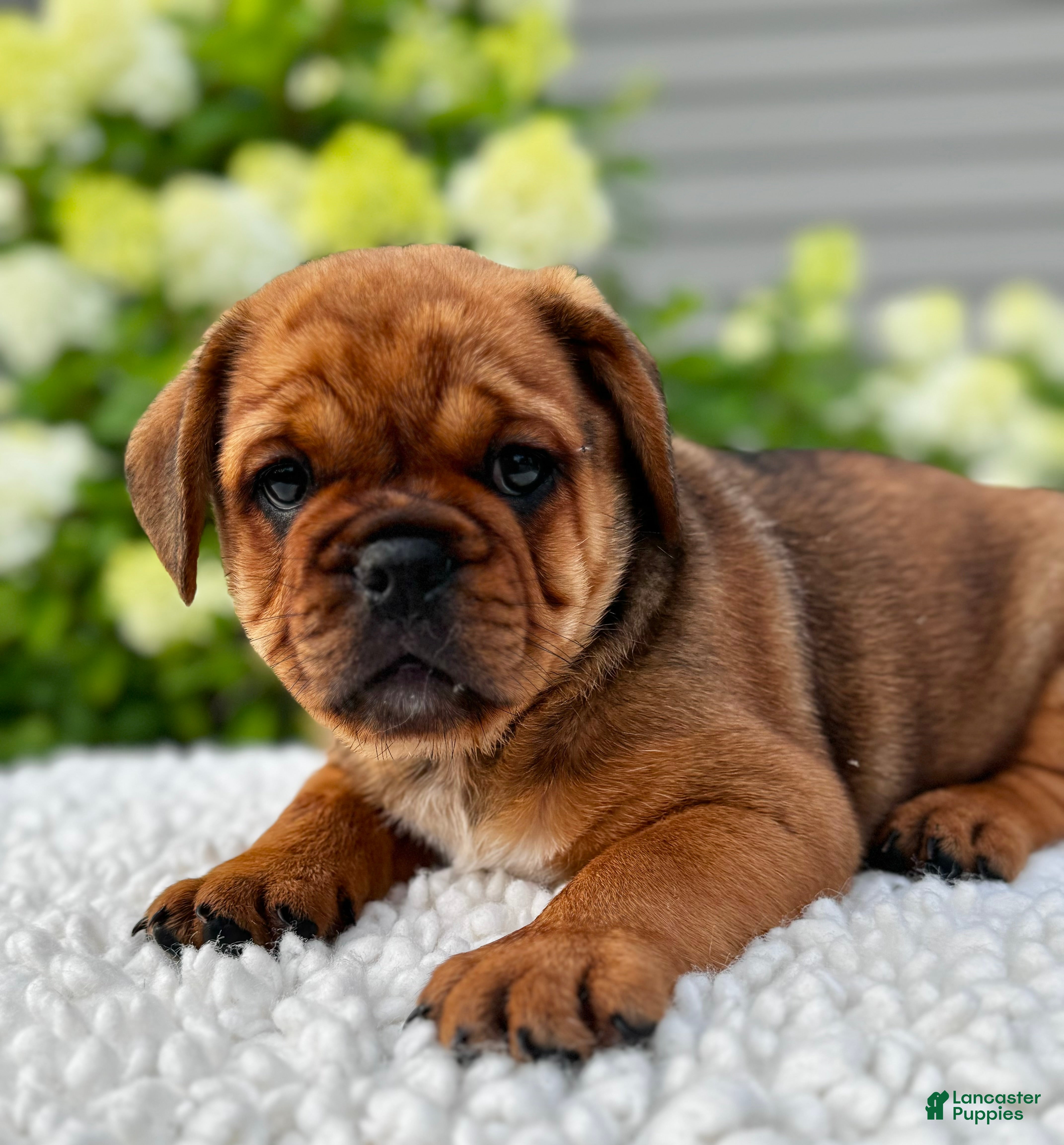 Mixed Breed dogs Hunter  - Ad 2