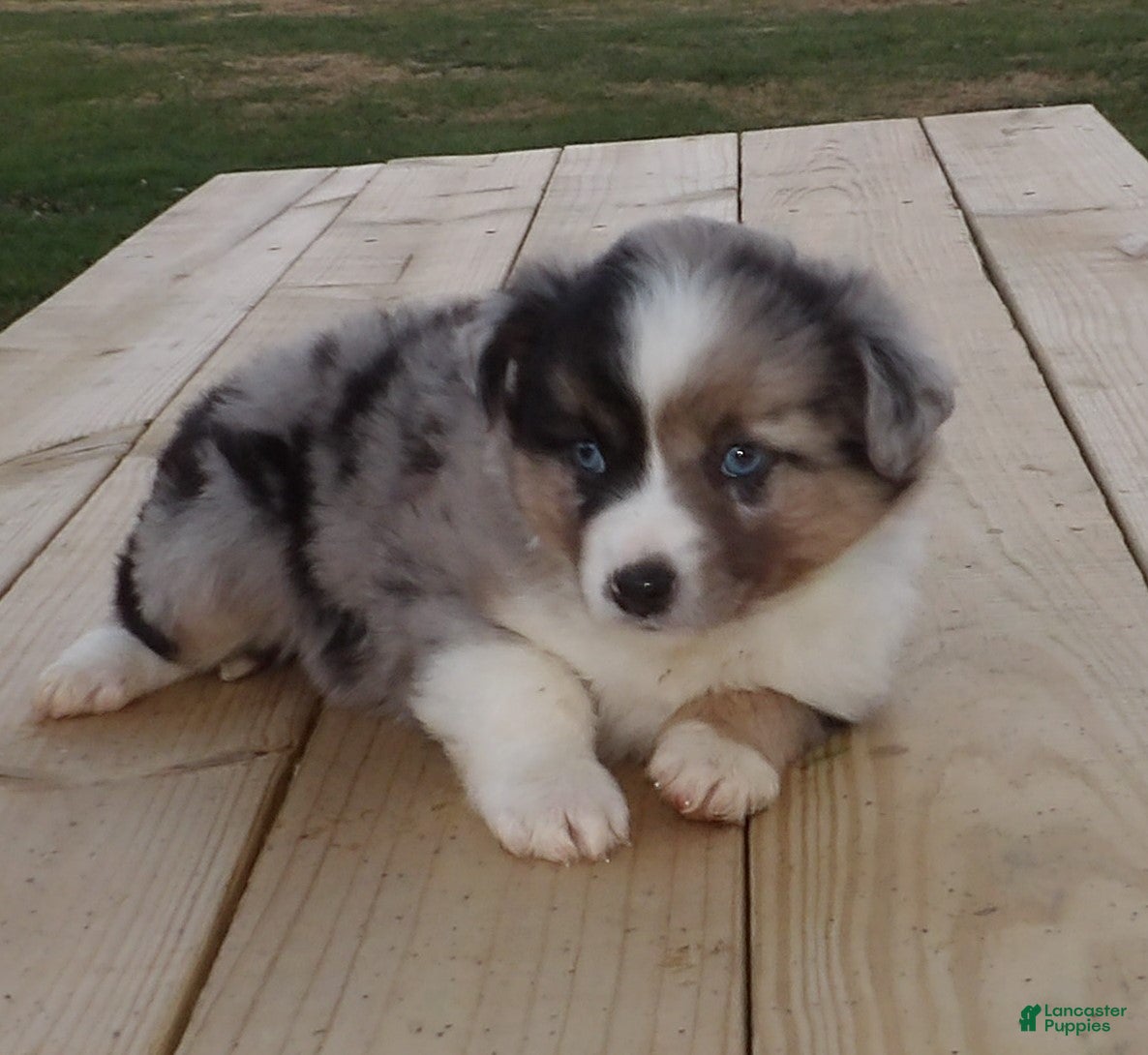 Miniature Australian Shepherd dogs Pansy  - Ad 37