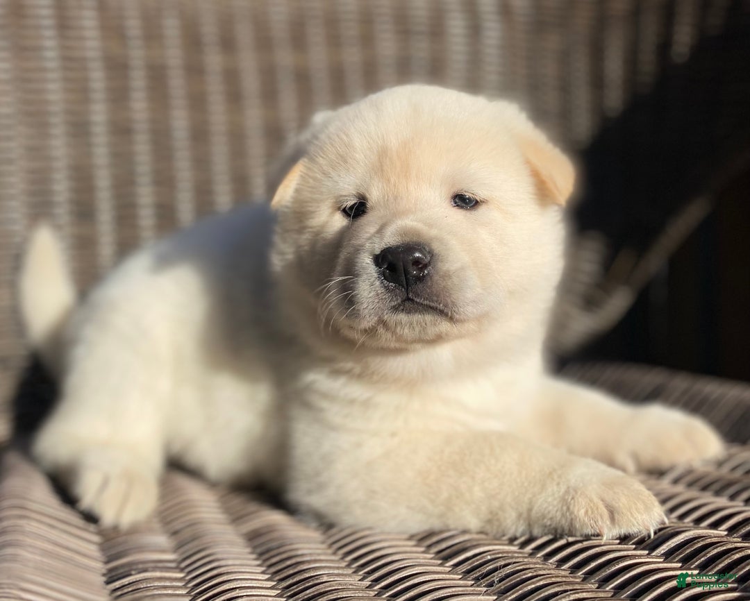 Mixed Breed dogs for sale: Chowski male  - Ad 2