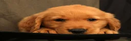 Golden Retriever dogs for sale: Scott - Ad 7
