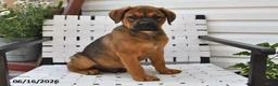 Mixed Breed dogs for sale: King - Ad 1