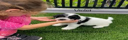 Mini Bernedoodle dogs for sale: Violet tiny/ toy - Ad 7