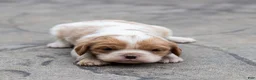 Cavalier King Charles Spaniel dogs for sale: Peach Cavalier King Charles Spaniel Puppy  - Ad 5