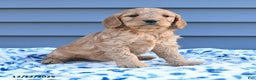 Goldendoodle dogs for sale: Bambi - Ad 3