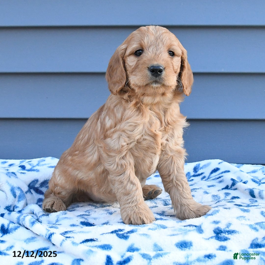 Goldendoodle dogs for sale: Bambi - Ad 3