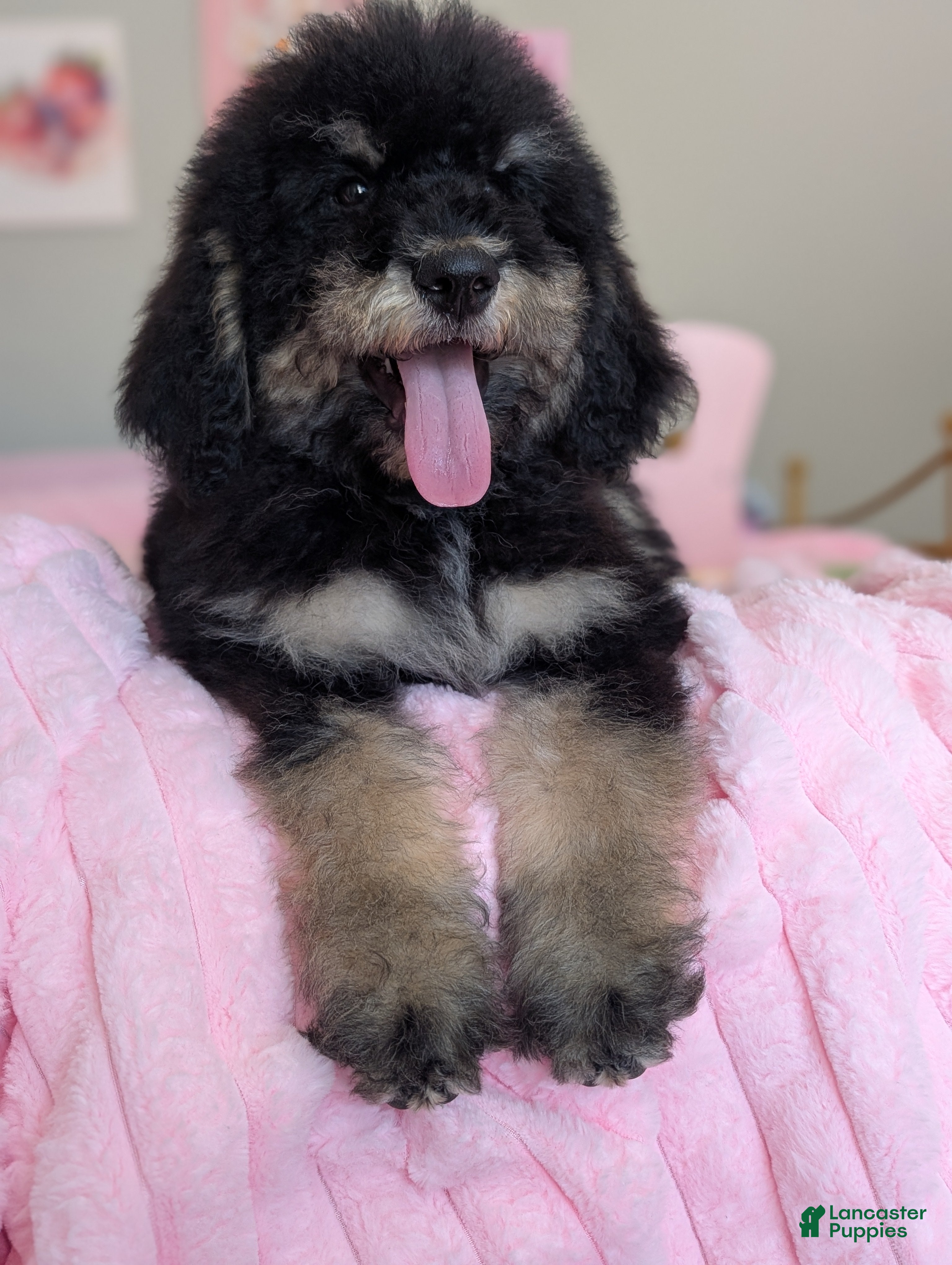 Mixed Breed dogs Spruce - Ad 2