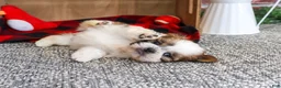 Shih Tzu dogs for sale: Joey - Ad 3