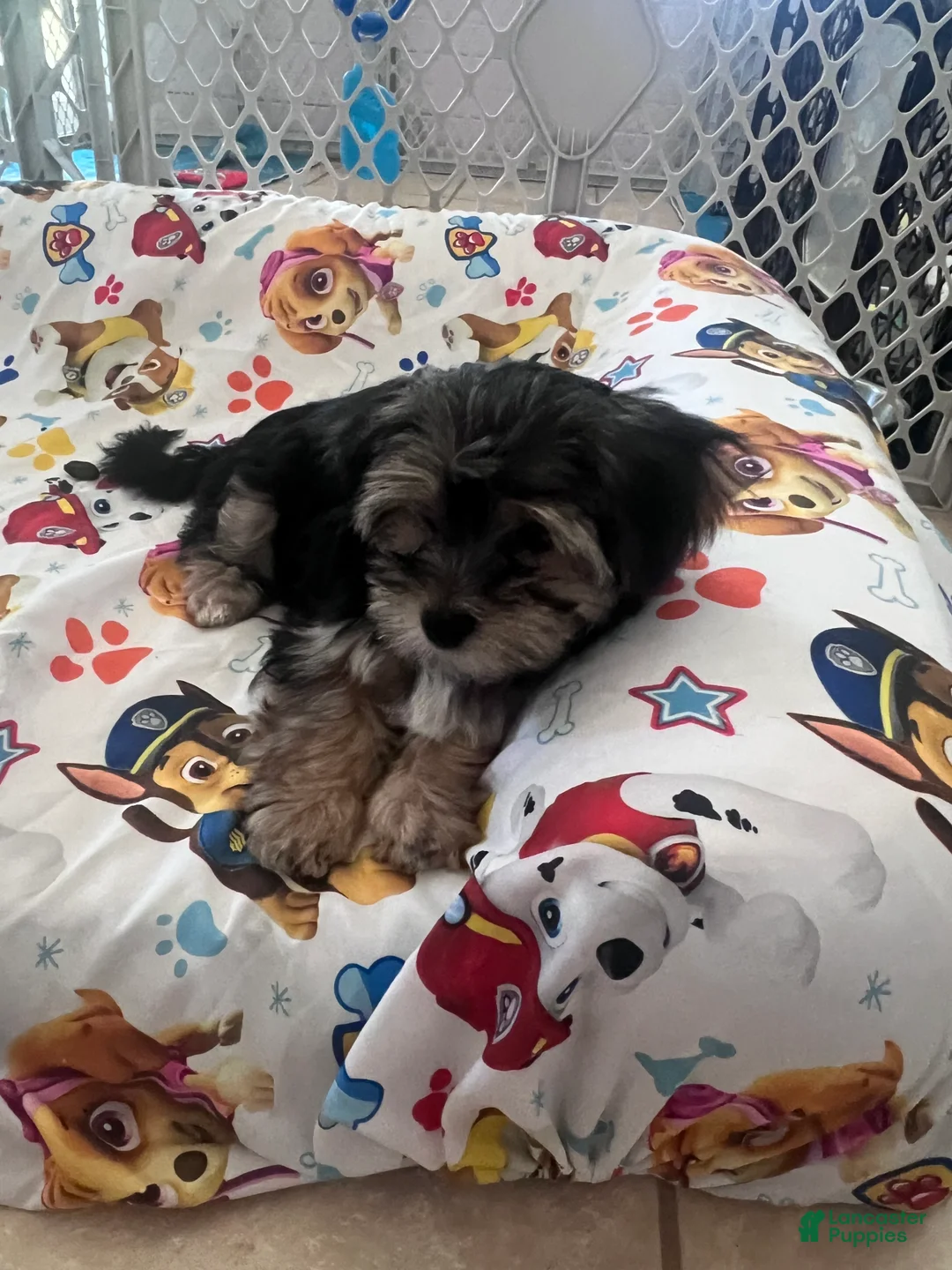 Morkie dogs for sale: Boba [Boy] - Ad 2