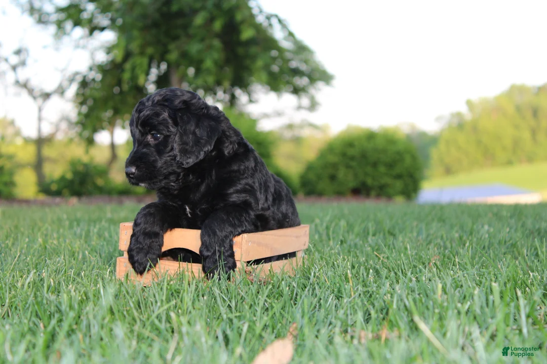 Mini Goldendoodle dogs for sale: Kenzie - Ad 2