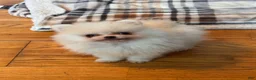 Pomeranian dogs for sale: Pomeranian Puppy 1 - Ad 3