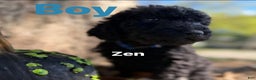 Mixed Breed dogs for sale: Zen - Ad 1
