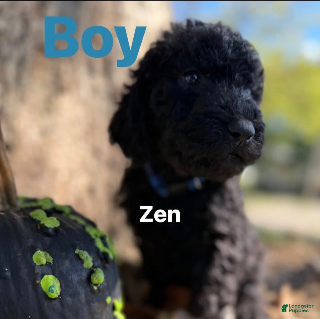 Mixed Breed dogs for sale: Zen - Ad 1