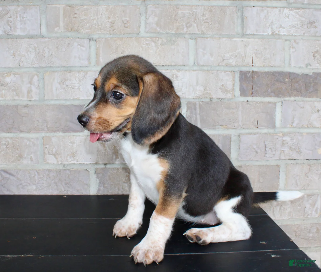 Beagle dogs for sale: Barbie  - Ad 6