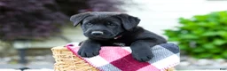 Sheprador dogs for sale: Baxter - Ad 4