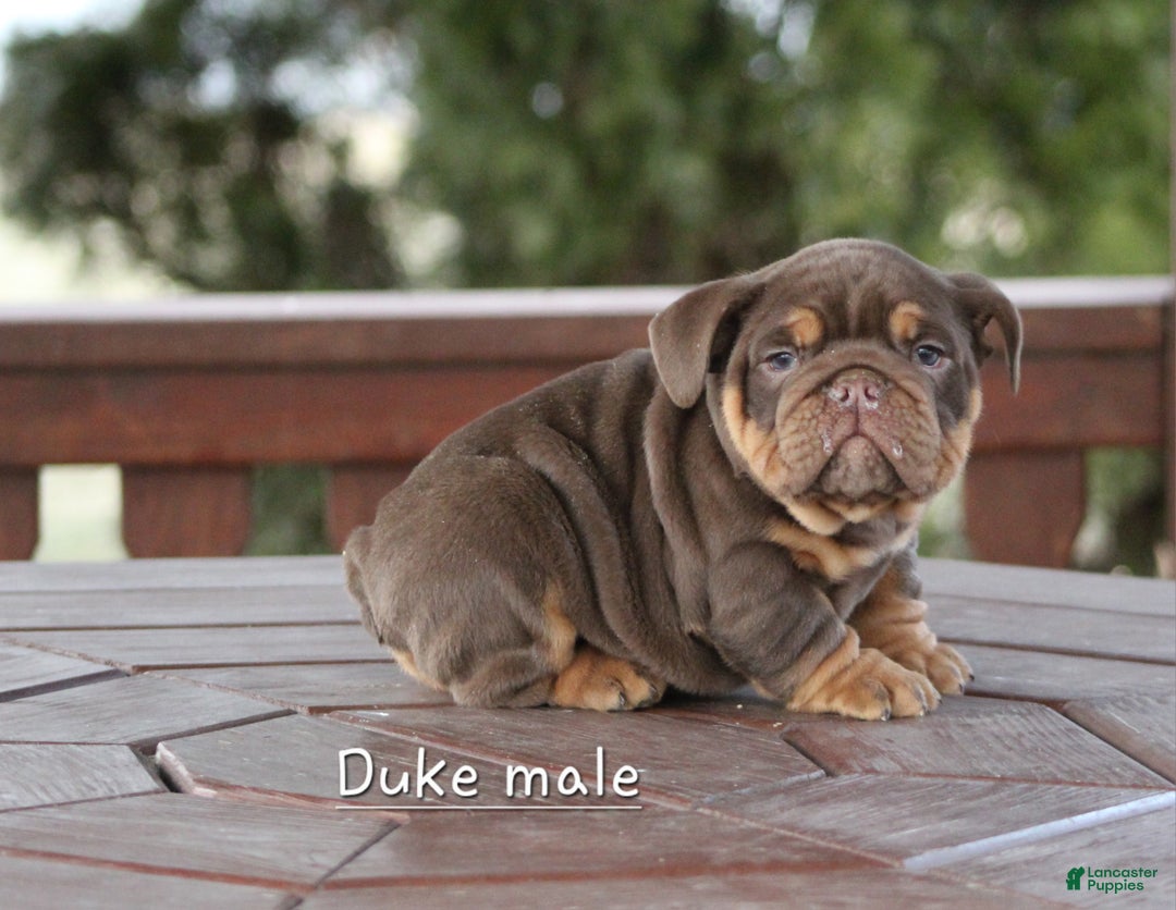 English Bulldog dogs for sale: English Bulldog Puppy 4 - Ad 3