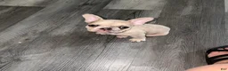 French Bulldog dogs for sale: Nyla  - Ad 4