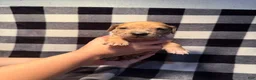 Great Dane dogs for sale: Red Collar - Ad 9