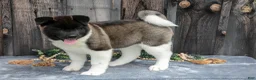 Akita dogs for sale: Stuart - Ad 1