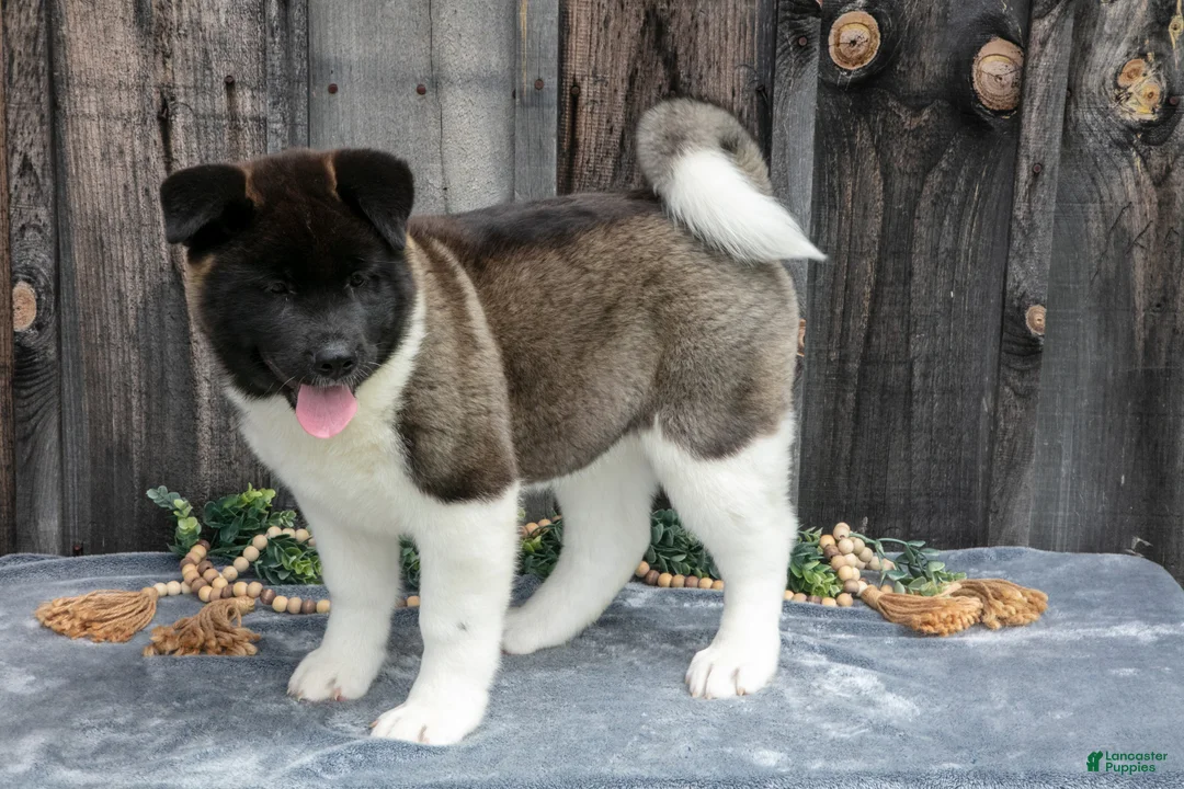 Akita dogs for sale: Stuart - Ad 1