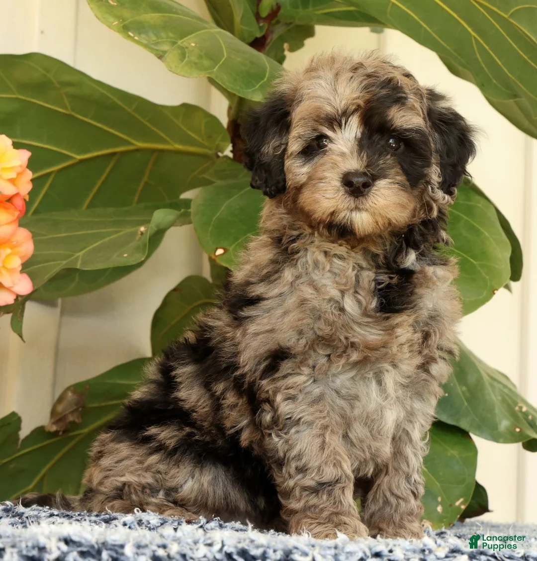 Mini Goldendoodle dogs for sale: Carter - Ad 1