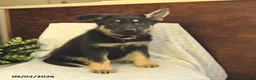 German Shepherd dogs for sale: Montana - Ad 4