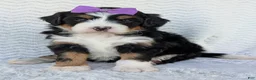 Mini Bernedoodle dogs for sale: Mini Bobbin  - Ad 19