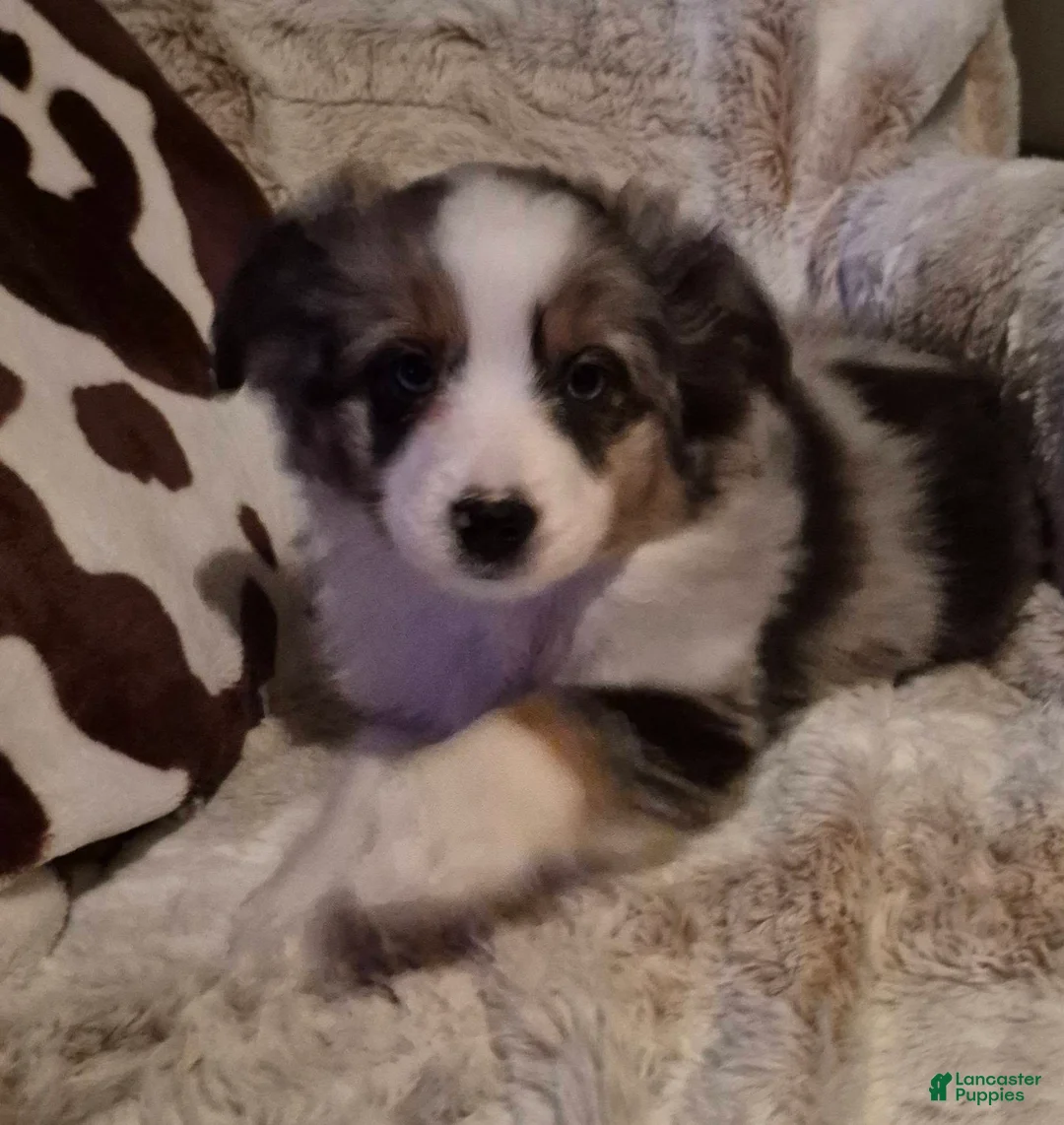 Toy Australian Shepherd dogs for sale: Toy Australian Shepherd Puppy 2 - Ad 10