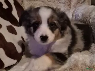 Toy Australian Shepherd dogs Toy Australian Shepherd Puppy 2 - Ad 6