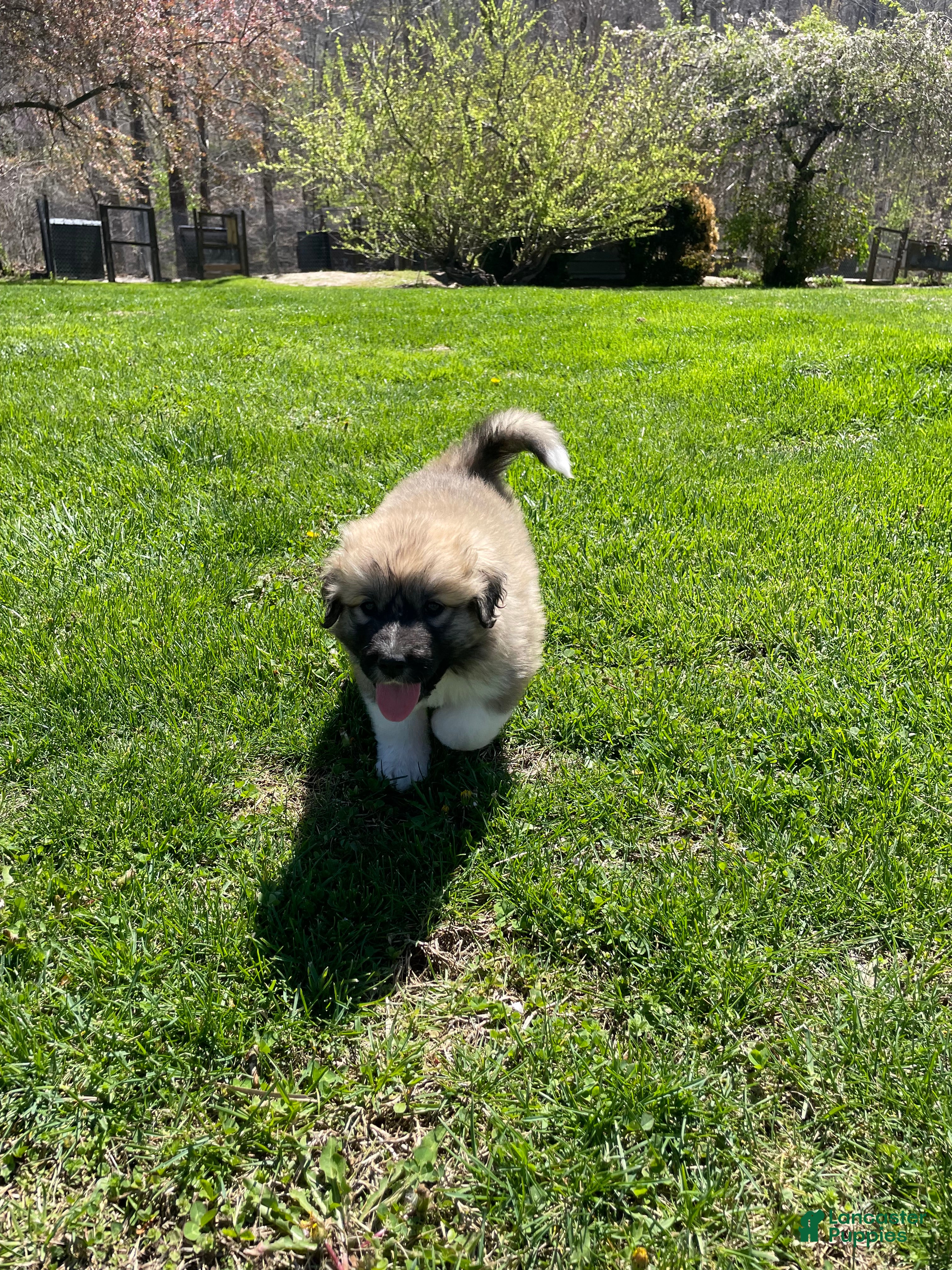 Mixed Breed dogs Honey Dew - Ad 2