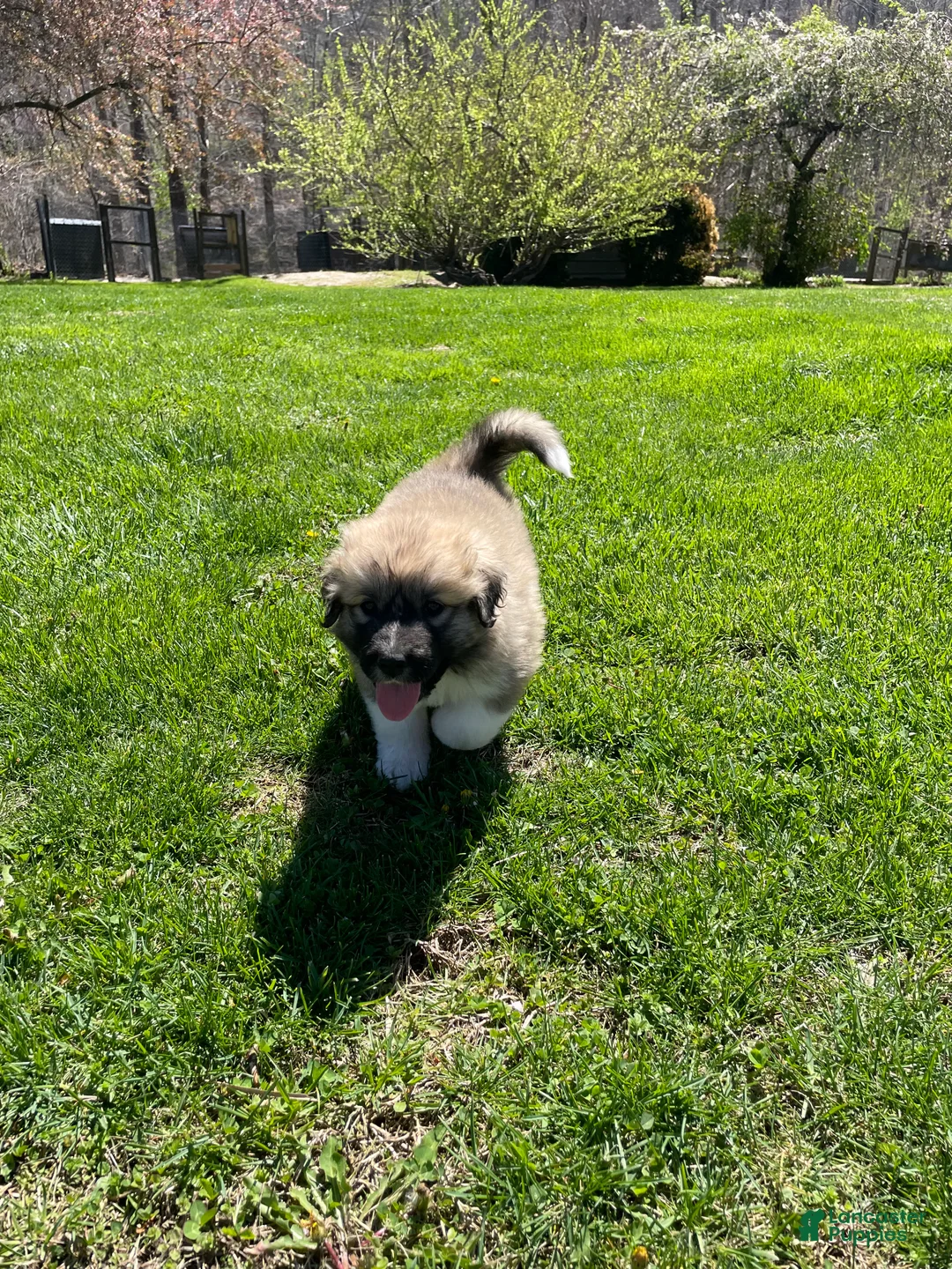 Mixed Breed dogs for sale: Honey Dew - Ad 2