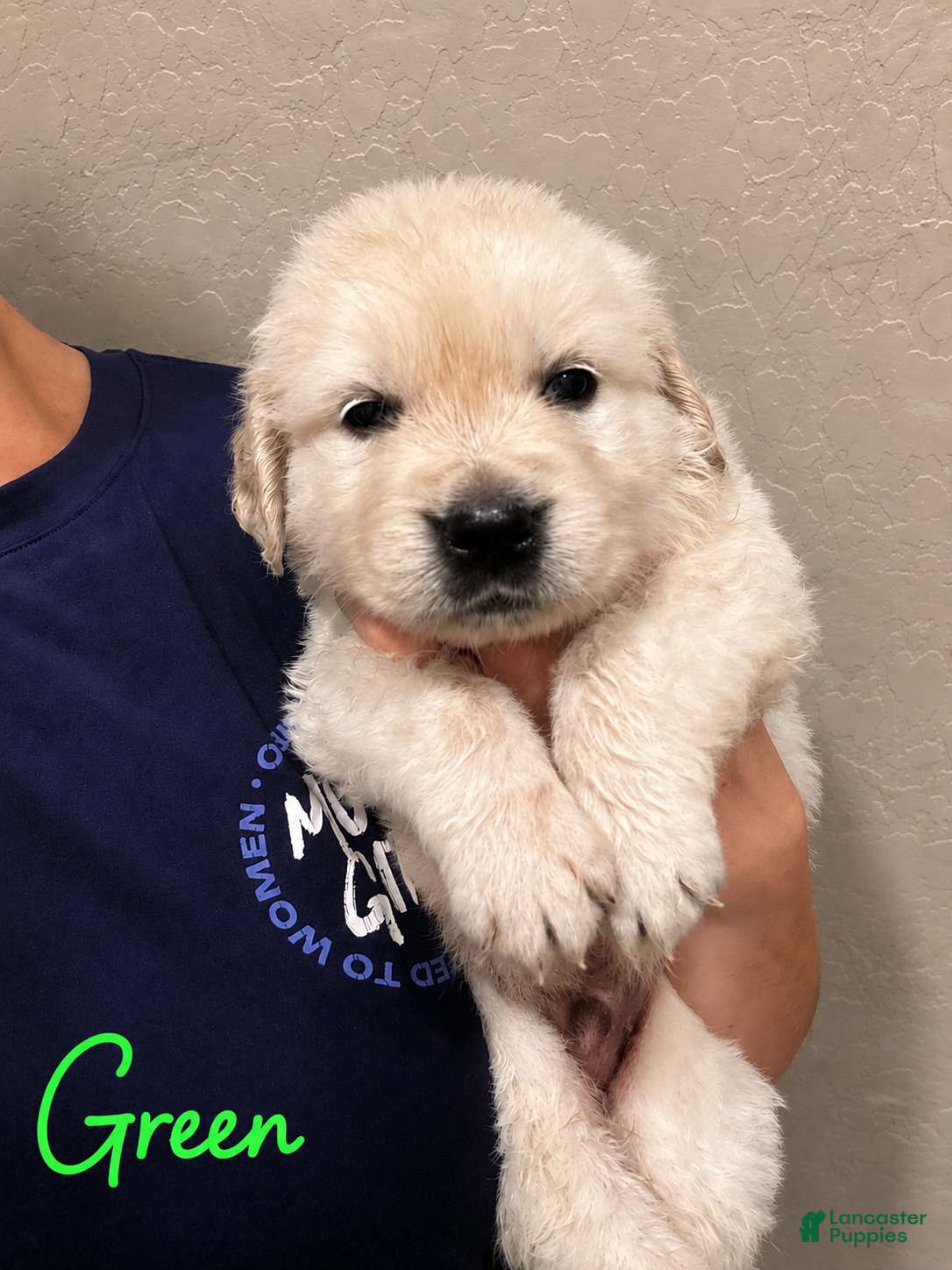 Golden Retriever dogs Clover - Ad 2