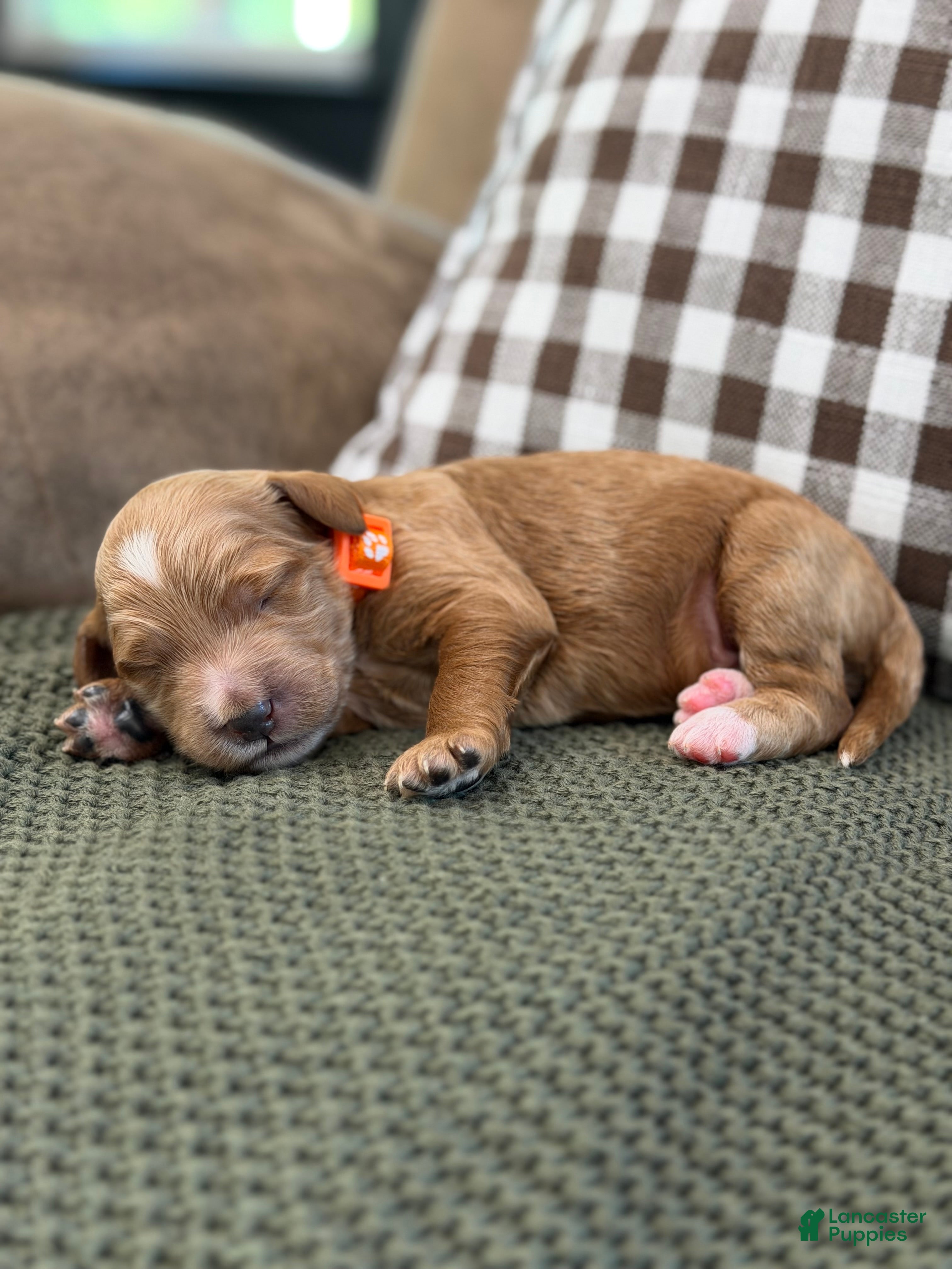 Goldendoodle dogs Riley  - Ad 17
