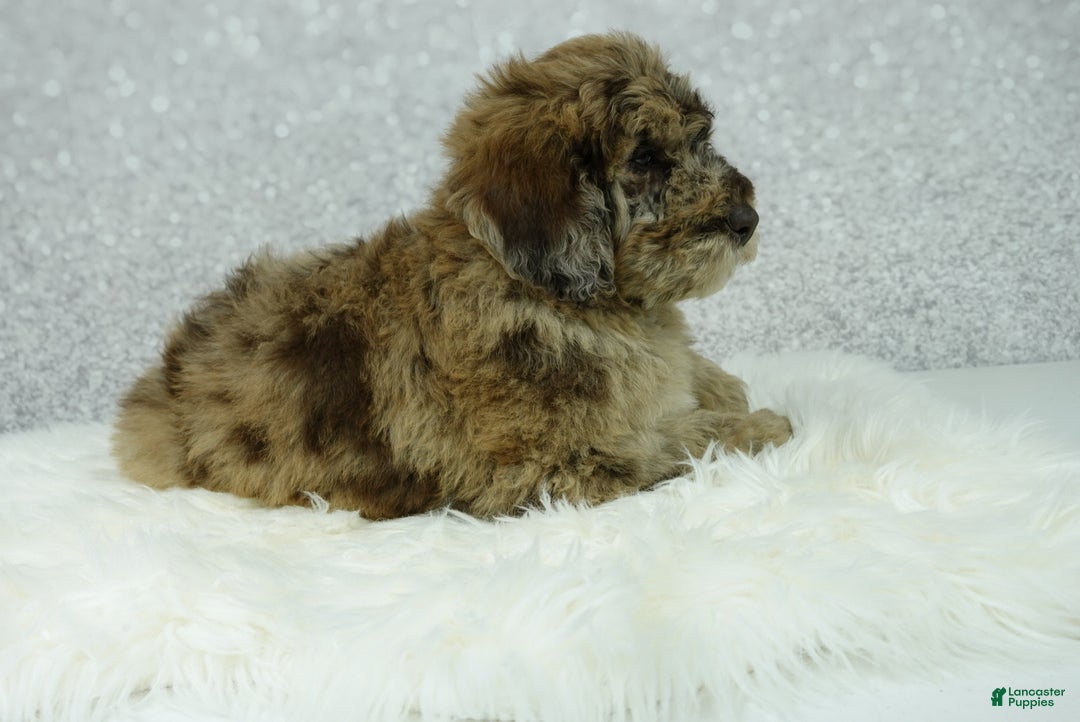 Newfypoo dogs for sale: Rusty - Ad 3
