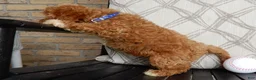 Cavapoo dogs for sale: Boomer - Ad 3