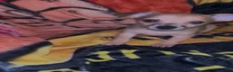 Chiweenie dogs for sale: Hairy Paw-ter - Ad 9