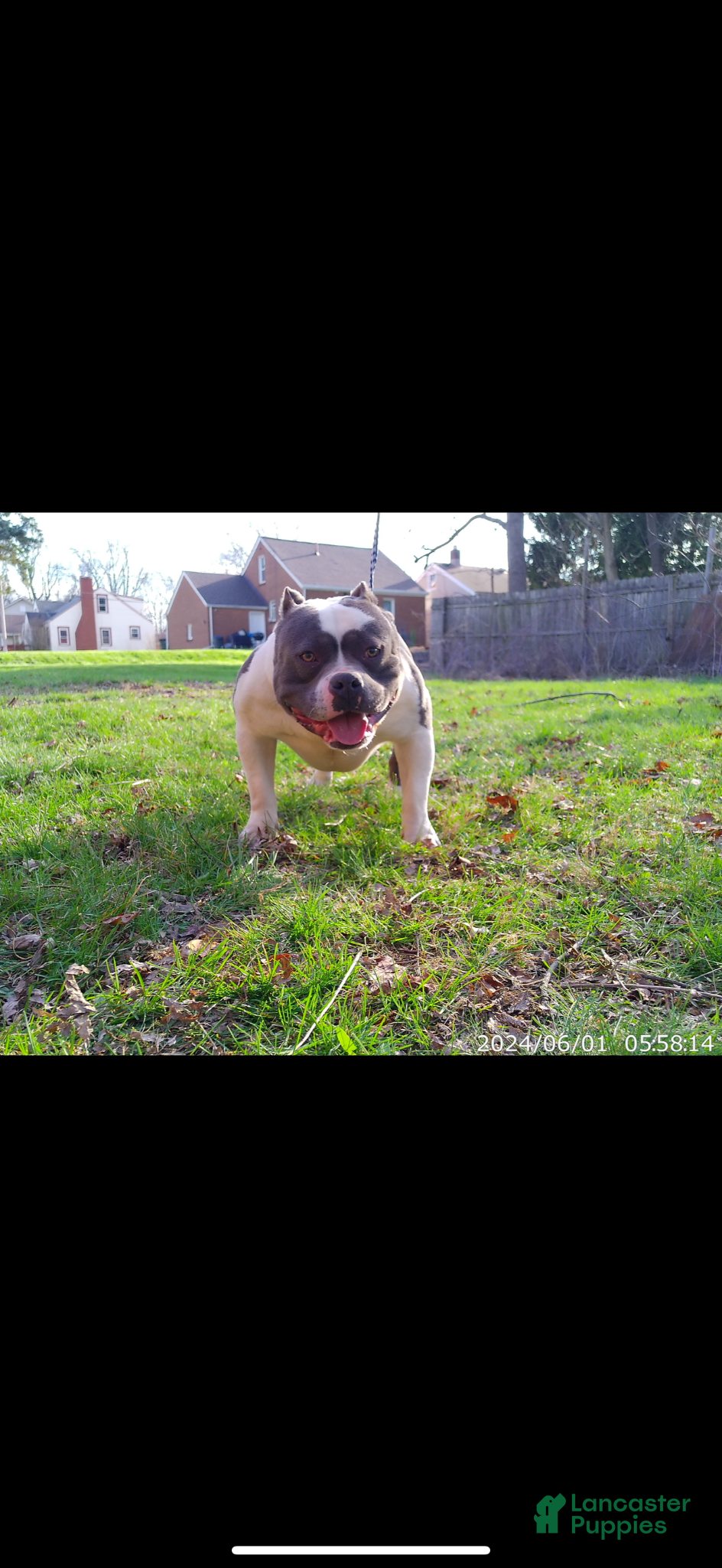 American Bully dogs Panda  - Ad 2