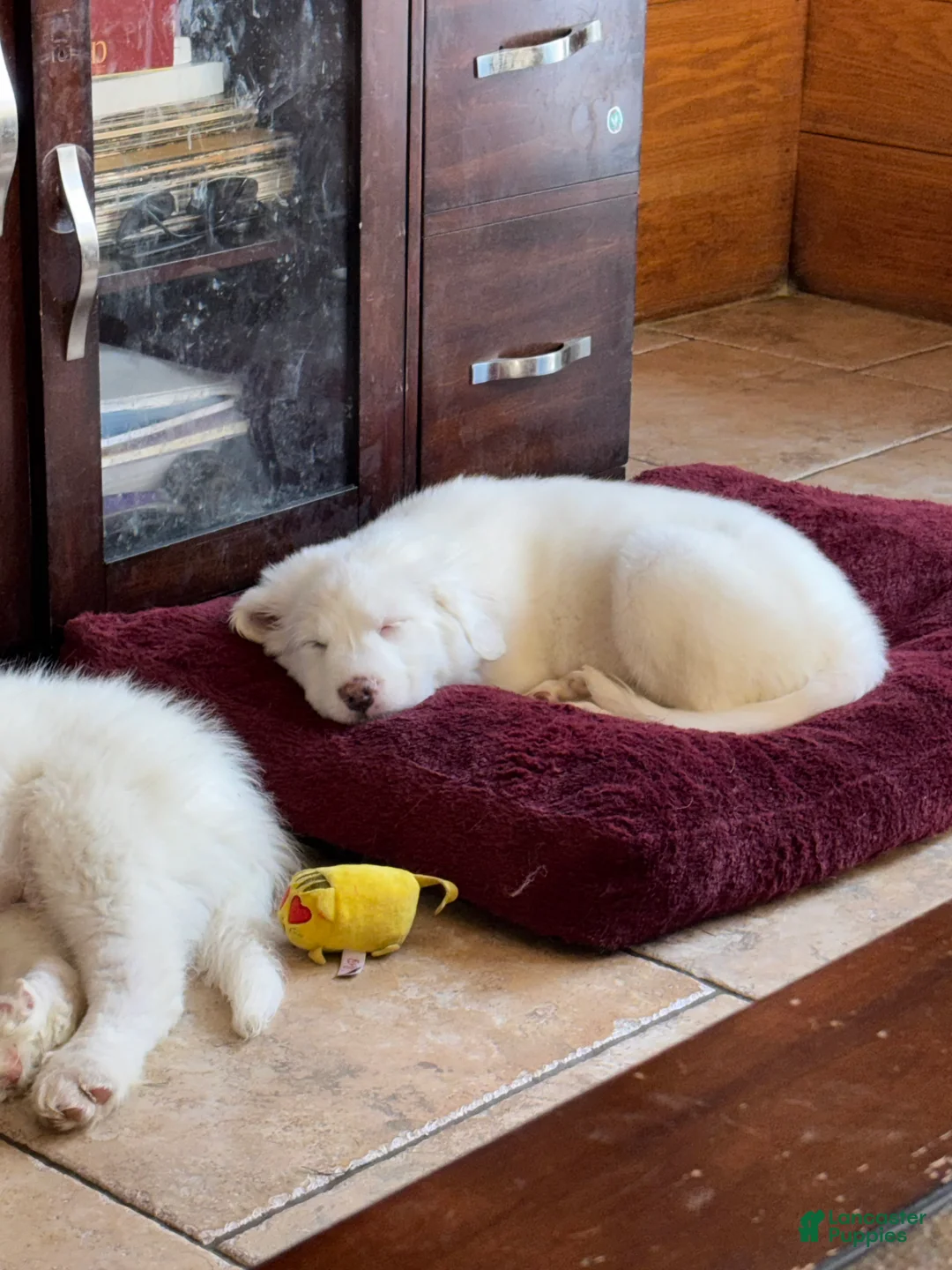 Great Pyrenees dogs for sale: Ms Vanilla Bean  - Ad 2