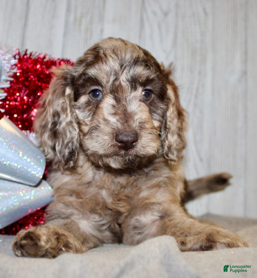 Mixed Breed dogs for sale: Joyce - Ad 2