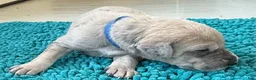 Great Dane dogs for sale: Blue - Ad 3